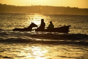 Sessión de entrenamiento en el mar en la playa de Lady Bay de los caballos de carreras del hipódromo de Warrnambool en Australia.