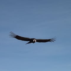 El caso de los cóndores hembra que se reproducen de forma asexual