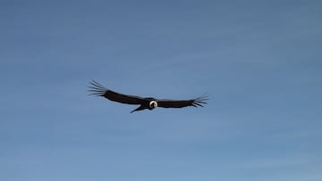 El caso de los cóndores hembra que se reproducen de forma asexual