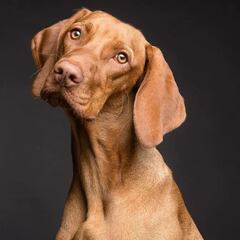 The most common pet illnesses—and what they cost to treat in the US