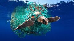 Eduardo Acevedo gan&oacute; el Underwater Photographer of the Year 2019 en categor&iacute;a Conservaci&oacute;n Marina con esta fotograf&iacute;a de una tortuga atrapada por el pl&aacute;stico en las Islas Canarias.