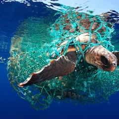 El español Eduardo Acevedo gana uno de los Underwater Photographer of the Year