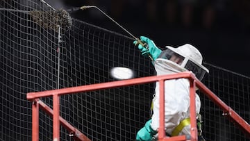 The MLB game between the Dodgers and Diamondbacks was delayed due to a swarm of bees behind home plate. The bees were safely removed for later release.