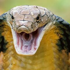 How did the snake cross the road? Illinois park officials shut down 3 miles of road for two months due to reptile traffic