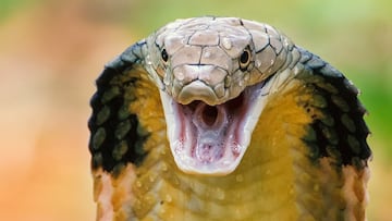 Deadliest snakes of Earth