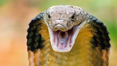 Ever wonder what your dreams mean? It depends on where you’re from: how cultures decode symbols differently