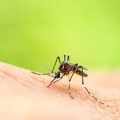 Diseñan mosquitos “machos tóxicos” para combatir enfermedades mortales