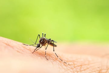 Rare mosquito-born illness claims life of New Hampshire resident