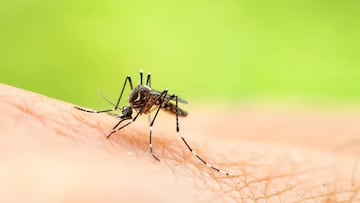 Rare mosquito-born illness claims life of New Hampshire resident