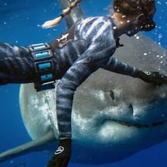 Ataques de tiburón en el mundo: cuántos hay, en qué países y quién los recibe