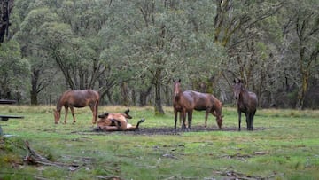 Australia sacrificar¨¢ a 10.000 caballos