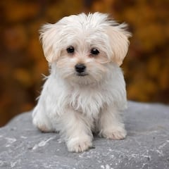Ni Golden Retriever ni Labrador Retriever: esta es la raza de perro más cariñosa de todas