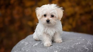 Ni Golden Retriever ni Labrador Retriever: esta es la raza de perro más cariñosa de todas
