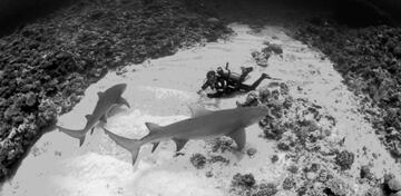 El autor buceando con tiburones limón en Moorea. En contra de la creencia popular, los submarinistas son los que menos incidentes sufren con tiburones.