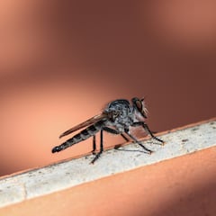 El truco clásico para ahuyentar los insectos en verano por el día y por la noche