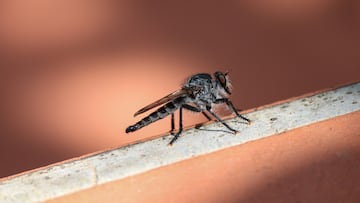 Mosquitos en España: qué tipos hay, cómo son sus picaduras y cuáles son los más peligrosos