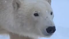 La cara de un oso polar que acecha a un excursionista en Ontario, Canad&aacute;. 