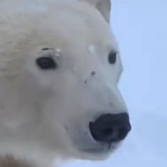 Graban el acecho de un oso polar a un grupo de excursionistas