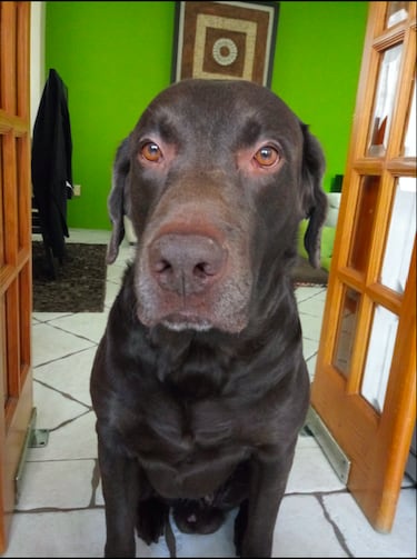 Reseña: LG Q Stylus Alpha