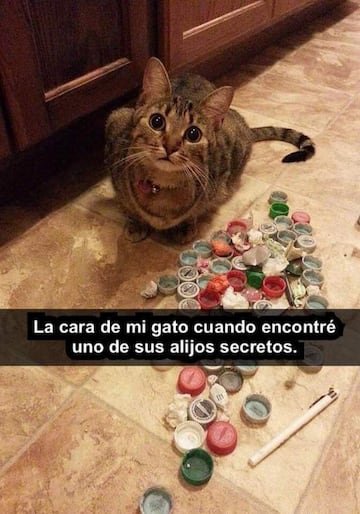 No te pierdas estos divertidos memes para conmemorar el 'Día Internacional del Gato' .