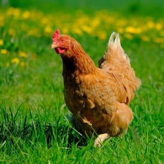 De ser uno de los niños más famosos de Colombia a vivir en España: la historia de ‘Pipe’ del famoso anuncio de ‘Doña Gallina’