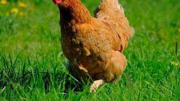 Cuidado si tienes gallinas y no las registras para el autoconsumo: esta es la contundente multa que puedes recibir