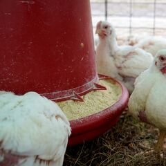 Will there be a bird flu pandemic among humans?