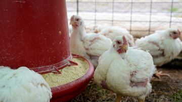 Michigan officials have announced they’ve found a second human case of bird flu in the U.S. in a farmworker in the state. Will there be a bird flu pandemic?
