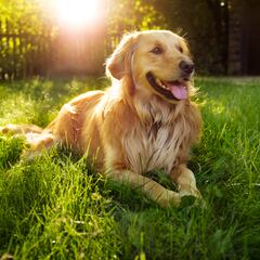 La increíble transformación de dos adorables golden retriever que no se soportaban y ahora son inseparables