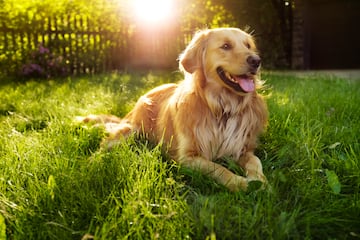 El golden es un perro amable y equilibrado que suele adaptarse bien a la vida en familia. Le encanta participar en todas las actividades, ya sean dentro o fuera de casa. Por encima de todo, es un perro cobrador, as¨ª que intentar¨¢ arrastrar, tirar o llevarse todo lo que le quepa en la boca.