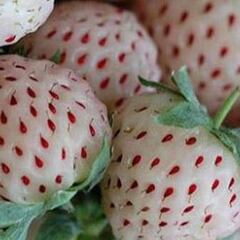 El cotizado tipo de fresa que se cultiva en Huelva y triunfa en Japón