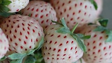 El cotizado tipo de fresa que se cultiva en Huelva y triunfa en Jap車n