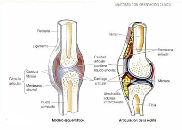 ¿Qué pasa realmente cuando "te crujes" los dedos?