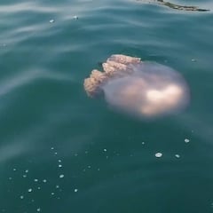 Hallan una medusa ‘alien’ en Murcia