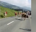 Una vaca casi embiste a Valverde y compañía en un entrenamiento