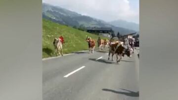 Valverde es sorprendido por una vaca mientras entrena