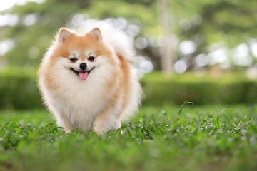 Es un perrito muy vivaracho y rebosante de energ¨ªa que permanece fiel a su familia. Es un excelente perro guardi¨¢n, ya que es bastante hablador y avisar¨¢ ante cualquier cosa poco habitual.