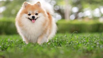 They may be ‘man’s best friend’, but your pet dog will single out one particular member of the family who they always go to.