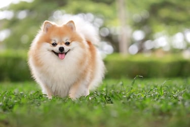 Es un perrito muy vivaracho y rebosante de energía que permanece fiel a su familia. Es un excelente perro guardián, ya que es bastante hablador y avisará ante cualquier cosa poco habitual.