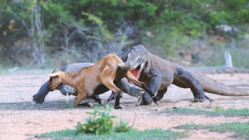 Son carn¨ªvoros y se alimentan de animales como ciervos, cerdos, b¨²falos e incluso otros dragones. Tambi¨¦n pueden ser carro?eros.