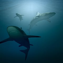 Un tiburón mata a una adolescente que nadaba en un río en Australia