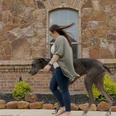Así es Zeus, el perro más grande del mundo