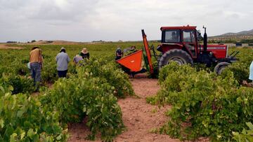 La Cooperativa &#039;El Progreso&#039; tiene previsto recoger unos 85 millones de kilos esta vendimia
 
 COOPERATIVA EL PROGRESO
 17/09/2020 