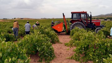 La Cooperativa 'El Progreso' tiene previsto recoger unos 85 millones de kilos esta vendimia
COOPERATIVA EL PROGRESO
17/09/2020