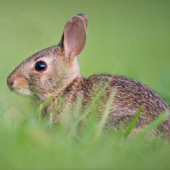 ¿Es siempre necesario el descaste de conejos?