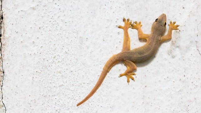 The hidden meaning of lizards in your home - AS USA