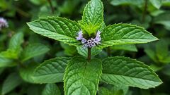 Goodbye to flies: these are the plants that will help you to enjoy spring without flies at home