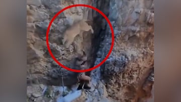 Un león de montaña salta en la cabeza de dos senderistas que hacían una ruta: la imagen es aterradora