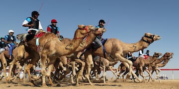 Carrera de camellos durante el Festival Sheikh Sultan Bin Zayed al-Nahyan, en el hipódromo de Shweihan en al-Ain en las afueras de Abu Dhabi.