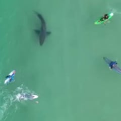 Un adolescente graba con su dron a un tiburón blanco investigando a unos surfistas